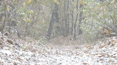 Snow falling in the woods Stock Footage 68974965