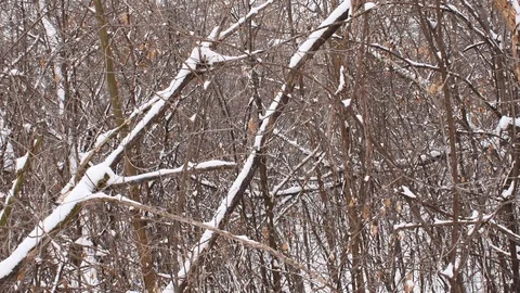 Snow falling in the woods Stock Footage 108570885