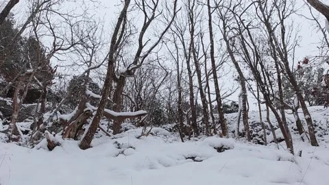 Snow falling in the woods Stock Footage 146895686