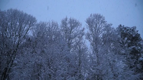 Snow Falling in the Woods at a Low Angle, Cold, Atmospheric, HD Stock Footage 110719018
