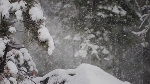 Snow Falling in the Woods slightly backlit Slow Motion Video stock 81046807