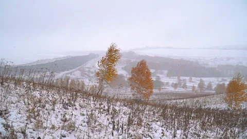 Snow falling to yellow autumn trees. Changing seasons. Stock Footage 163693648