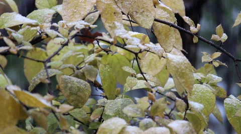 Snow falling on yellow leaves Video stock 32522325