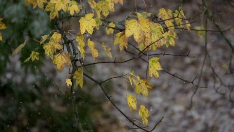 SNOW FALLING ONTO YELLOW LEAVES Stock Footage 126541436