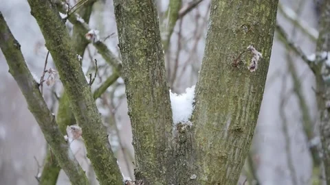 Snow Falling in a young forest Stock Footage 151054209