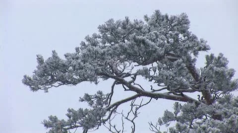 Snow falls 5 Stock Footage 10699369