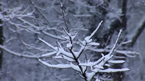 Snow falls 7 Stock Footage 10699365