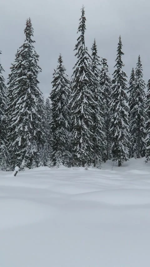 Snow falls against a backdrop of snow-covered fir trees on a cloudy winter da Stock-Footage 220412697
