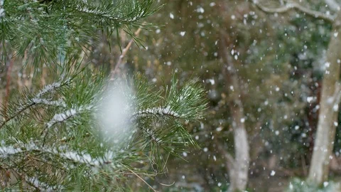 Snow falls against the background of a pine branch. Video stock 126859898