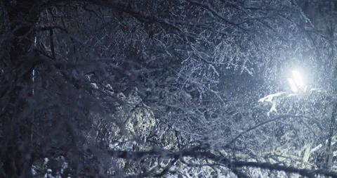 Snow falls among the branches of trees on a winter night illuminated by a str Stock Footage 330950186
