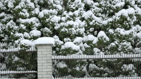 Snow falls and settles on trees to form heavy layers Stock Footage 237258561