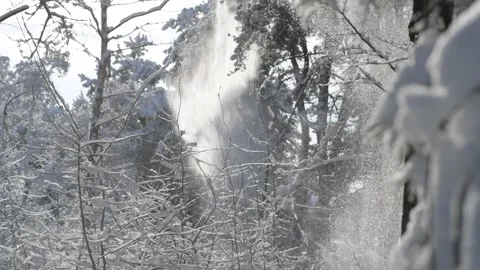 Snow falls like an avalanche from tree branches. Stock Footage 168731048