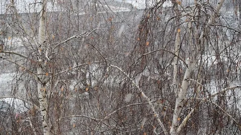 Snow falls on background of birch tree. Stock Footage 77495966