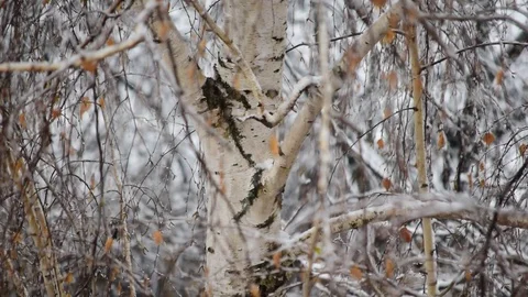 Snow falls on background of a birch tree Stock Footage 87888723