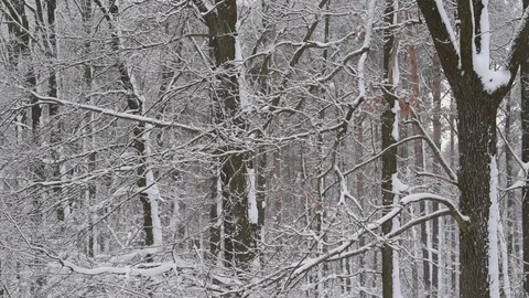 Snow falls on background of calm leafless forest Video stock 87967071