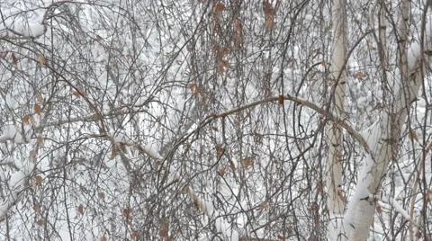 Snow falls on background of leafless birch tree crown in winter Stock Footage 55684769