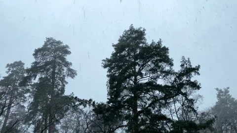 Snow falls on the background of tree tops, winter weather, beautiful nature Видео 262046047