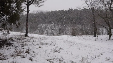 Snow Falls On The Background Of Trees In Forest, Park Stock Footage 122986969