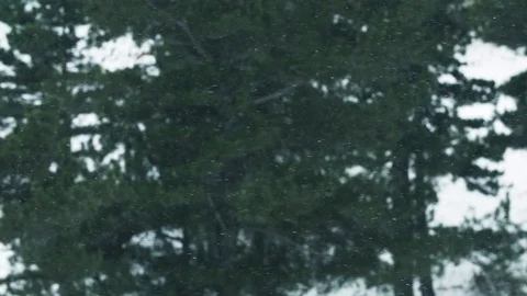 Snow falls on the background of a winter forest Stock Footage 122596988