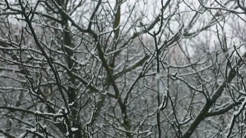Snow falls on bare tree branches from out of unfocused to focus Stock Footage 147448053