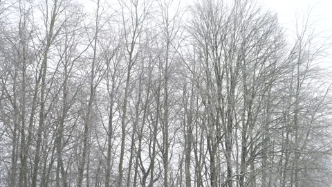 Snow falls on bare trees in a winter landscape during a cloudy day in a forest Stock Footage 330641206