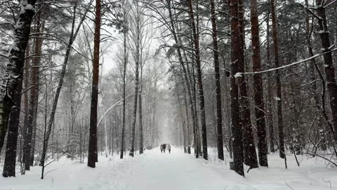 Snow falls in a beautiful winter pine forest. Stock Footage 306282845
