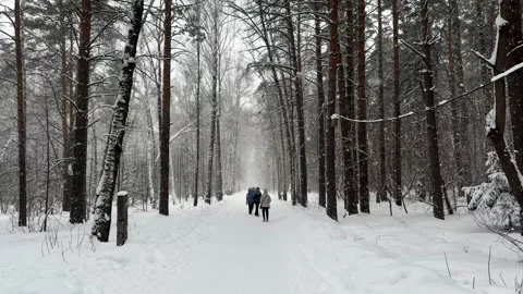 Snow falls in a beautiful winter pine forest. Stock Footage 306282886