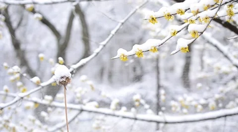 Snow falls on blossoming Cornelian cherry twig and dry flower Stock Footage 50856335