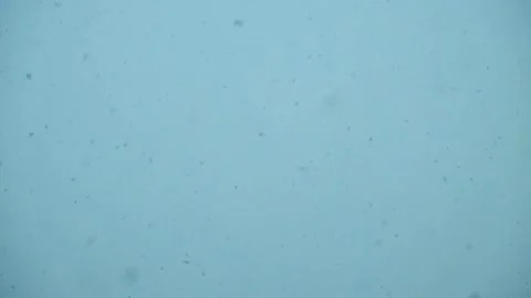 Snow falls on a blue gray sky background. falling snowflakes during a snowfall Stock Footage 170684806