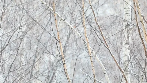 Snow falls on a blurry background of birches. Slow motion video Stock Footage 121256172