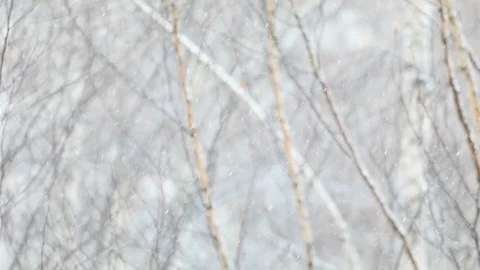 Snow falls on a blurry background of birches. Slow motion video Stock Footage 121256217