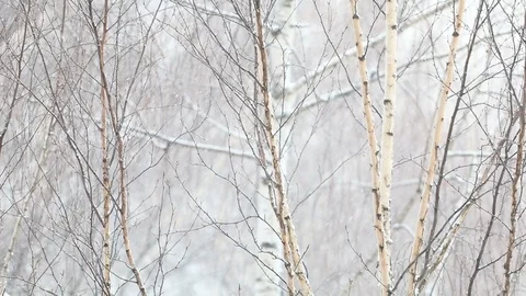 Snow falls on a blurry background of birches. Slow motion video Stock Footage 121256352