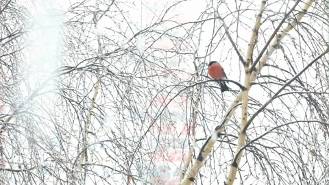 Snow falls on a blurry background of birches. Slow motion video Stock Footage 142994992