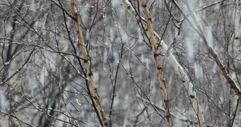 Snow falls on a blurry background of birches. Slow motion video Stock Footage 142995140