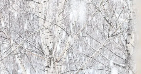 Snow falls on a blurry background of birches. Slow motion video Stock Footage 142995170