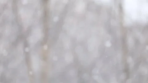 Snow falls on a blurry background of birches. Slow motion video Stock Footage 142995445