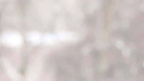 Snow falls on a blurry background of birches. Slow motion video Stock Footage 142995449