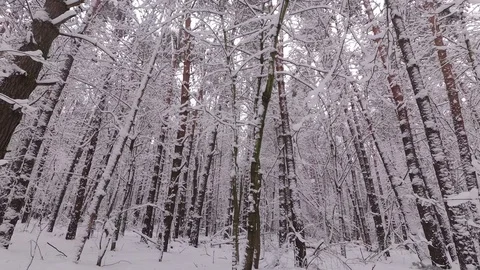 Snow Falls from a Branch, Winter Forest Stock Footage 100970054