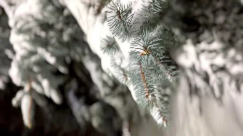 Snow falls from the branches of blue spruce trees. winter mood 库存影片 258853185
