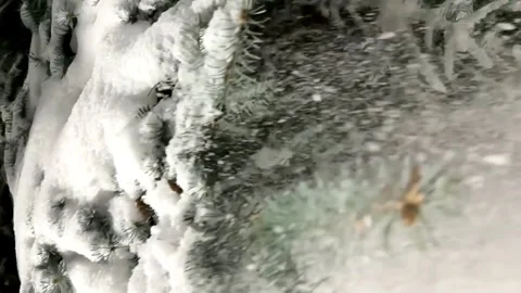 Snow falls from the branches of blue spruce trees. winter mood Stock Footage 258853210