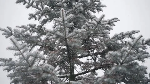 Snow falls on the branches of the Christmas tree Stock Footage 151747181