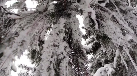 Snow falls on the branches of a coniferous tree view from below Stock Footage 46355214