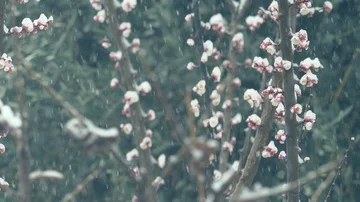 Snow falls on the branches of a flowering tree Stock-Footage 86092306