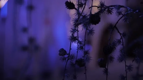 Snow falls from the branches Stock Footage 166734014