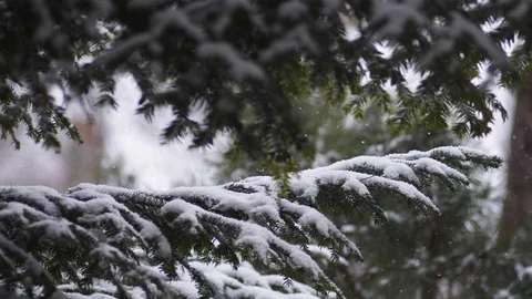 The snow falls on the branches of the spruce Video stock 96738787
