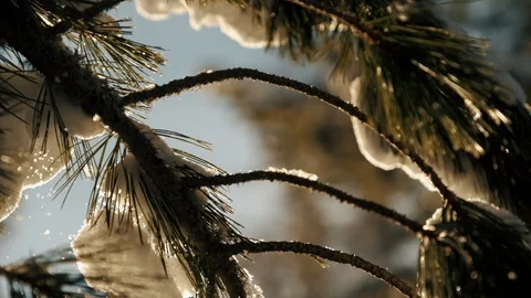 Snow falls from branches in the sunlight Stock Footage 108031578