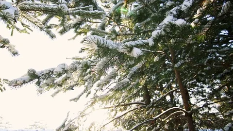 Snow falls from the branches of a tree on a sunny day Stock-Footage 83689881