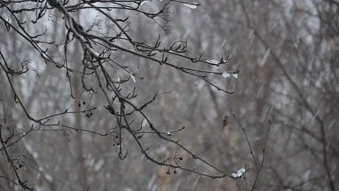 Snow Falls On Branches Of Trees In The City Slowmotion Stock Footage 90234448