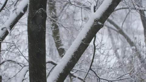 Snow Falls On Branches Of Trees In The City. Stock Footage 100887645