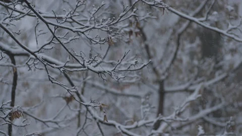 Snow Falls On Branches Of Trees In The City. Stock Footage 100888326